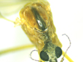 Euphylidorea dispar